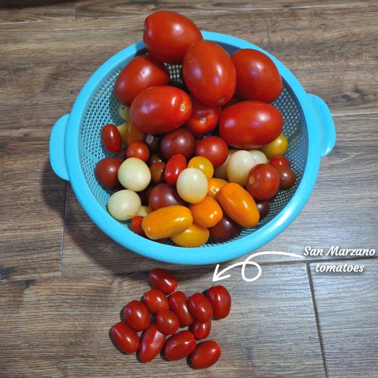 Fresh tomatoes for pasta recipes