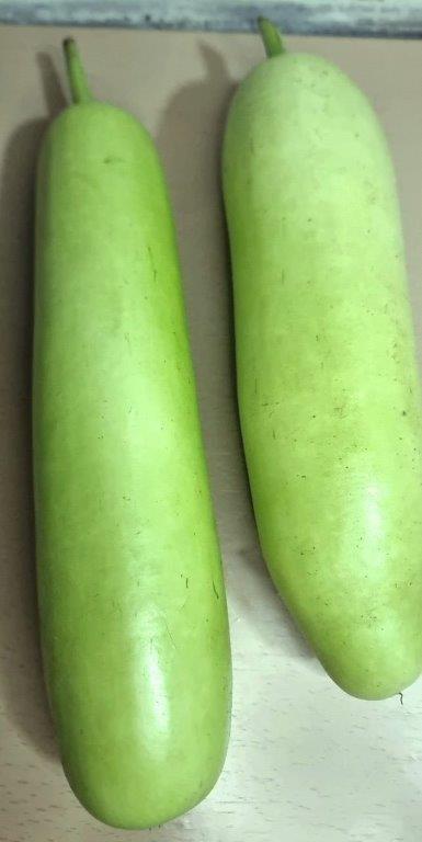 Green fresh bottle gourd